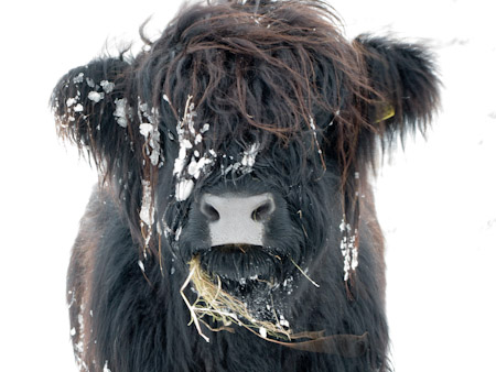 Highland Cow in snow